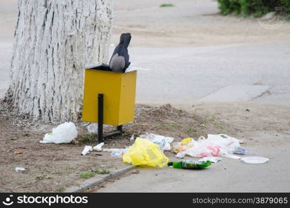 Crow digs in a garbage urn, in search of food, throwing trash on the pavement