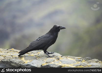 crow in the mountains