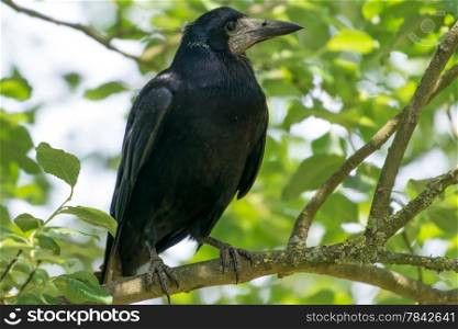 Crow in tree, Rook, looking to right. Perched in tree
