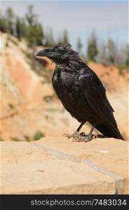 crow in USA bryce national park the beauty of amazing nature tourist destination