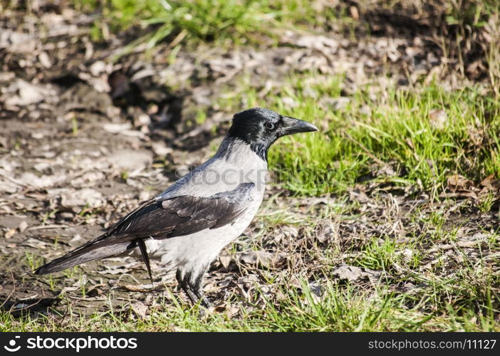 Crow on autumn ground