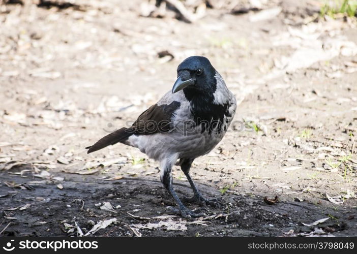 Crow on autumn ground