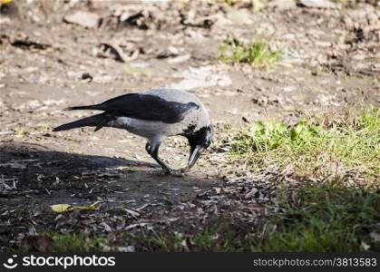 Crow on autumn ground