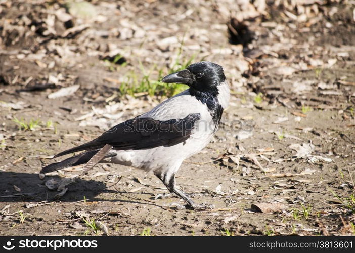 Crow on autumn ground