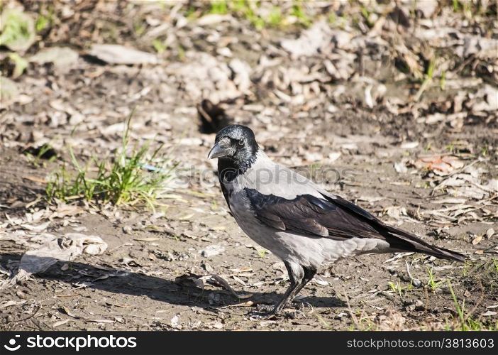 Crow on autumn ground