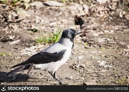Crow on autumn ground background in sunny day