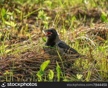 crow on grass