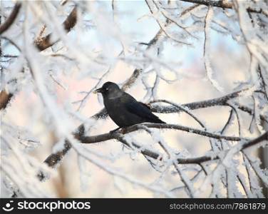 crow on snow-covered tree