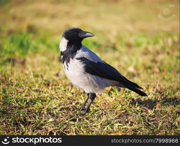 Crow on the bank of the river