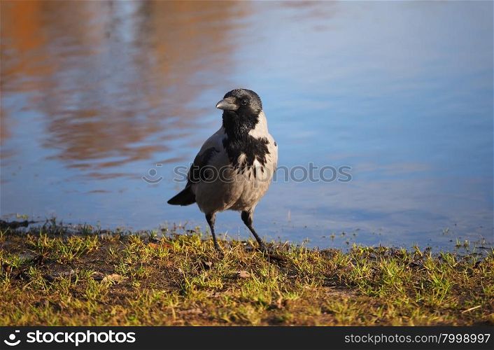 Crow on the bank of the river