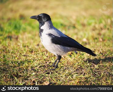 Crow on the bank of the river