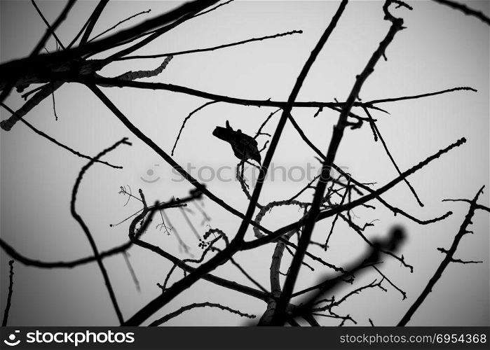 Crow on tree branches.