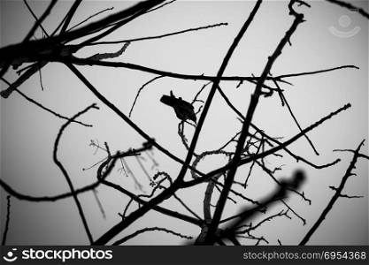 Crow on tree branches.