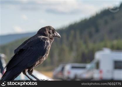 crow or raven perched on vehicle in the park
