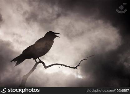 Crow or raven resting on a barren tree branch, (Birds and branches are my picture. Used to make a Photoshop program.)