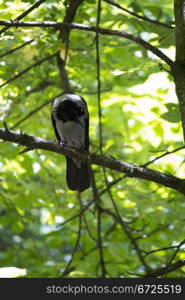 Crow watching