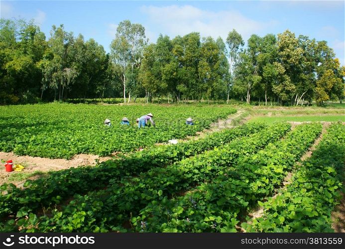 Crowd of Asian farmer, Pachyrhizus field, green vegetable on agriculture farm with group of tree at Mekong Delta, Vietnam