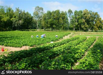 Crowd of Asian farmer, Pachyrhizus field, green vegetable on agriculture farm with group of tree at Mekong Delta, Vietnam