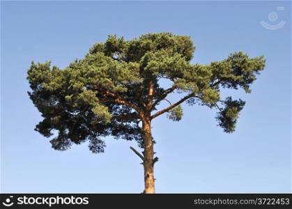Crown of a pine tree on blue sky background, sunny summer day