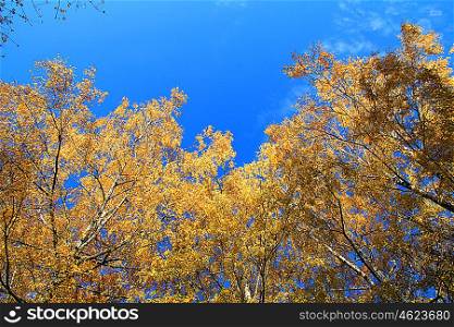 Crown of Autumn trees on blue sky background. Crown of autumn trees