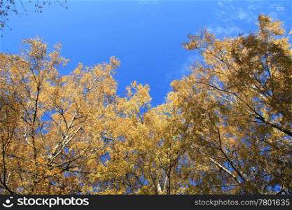 Crown of Autumn trees on blue sky background. Crown of autumn trees