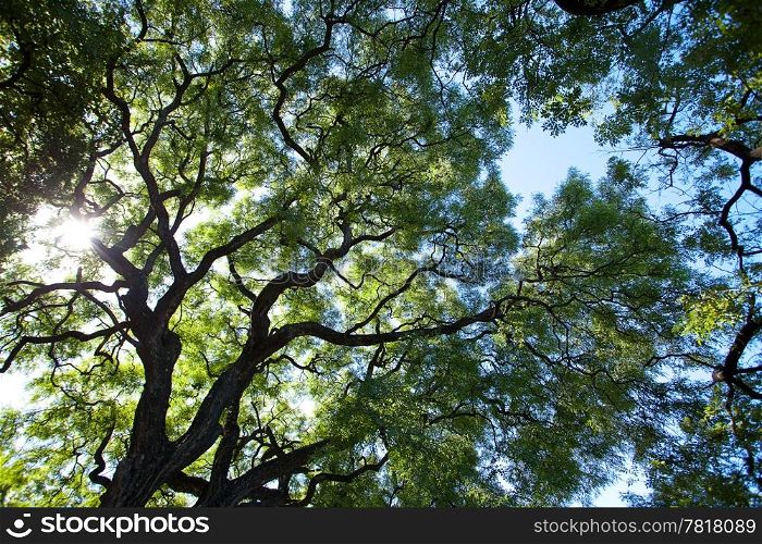crown of the jakaranda tree in the sunlight