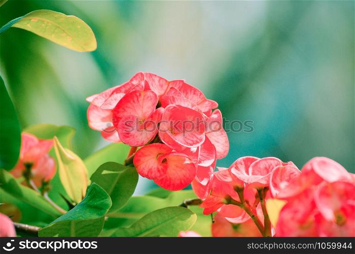 Crown of thorns / Christ Thorn red flower blossoming in the garden - Euphorbia milli Desmoul