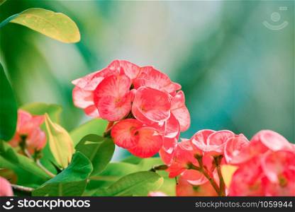 Crown of thorns / Christ Thorn red flower blossoming in the garden - Euphorbia milli Desmoul