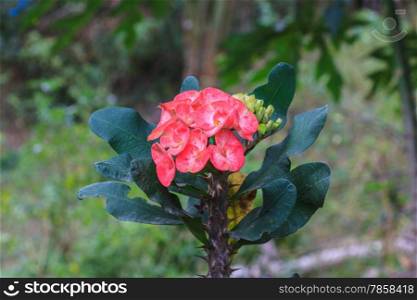 Crown of thorns flowers , Euphorbia milli Desmoul