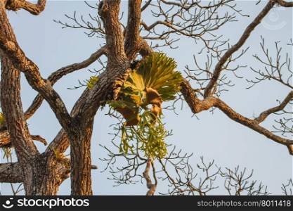 Crown Staghorn on tree or Indian Staghorn Fern,Disk Staghorn, Platycerium coronarium
