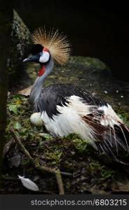 Crowned Crane or African Crowned Crane ( Balearica pavonia )