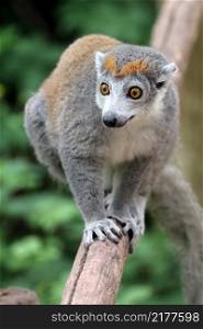 Crowned lemur portrait