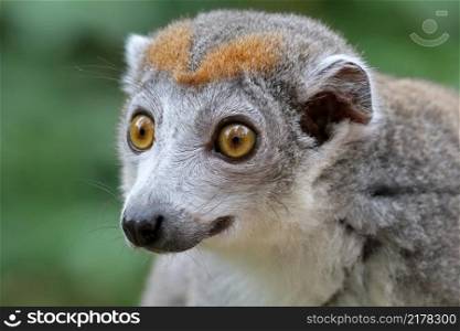 Crowned lemur portrait