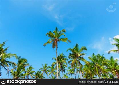Crowns of palm trees over blue sky
