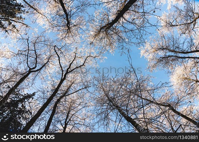 Crowns of the trees covered with snow in the winter forest against the blue sky. Bottom view of the trees. Crowns of the trees covered with snow in the winter forest