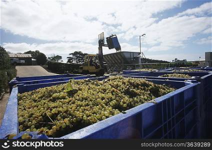 Crushing grapes in winery
