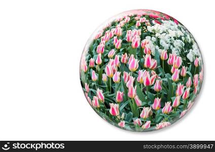 Crystal ball with red white tulips in Keukenhof Holland on white background