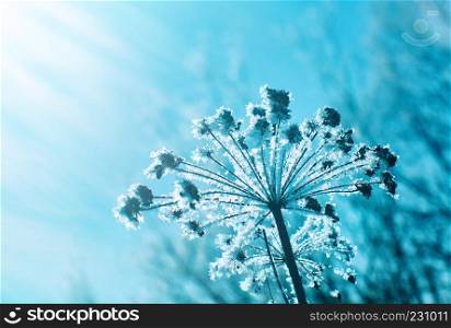 Crystal snow-flowers against the blue sky. Winter wonder of nature crystals of frost.Winter scene landscape