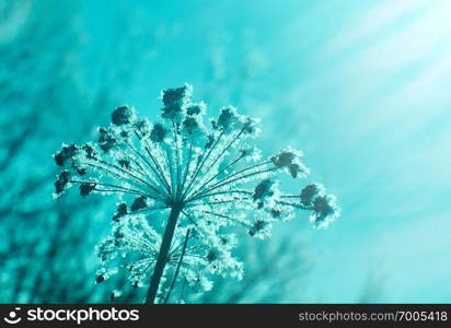 Crystal snow-flowers against the blue sky. Winter wonder of nature crystals of frost.Winter scene landscape