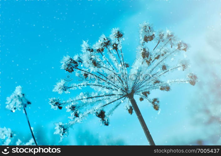 Crystal snow-flowers against the blue sky. Winter wonder of nature crystals of frost.Winter scene landscape