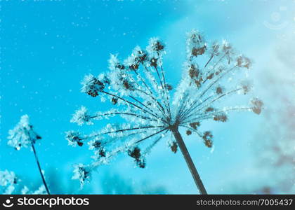 Crystal snow-flowers against the blue sky. Winter wonder of nature crystals of frost.Winter scene landscape