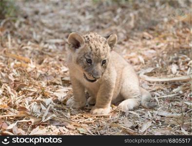 cub of lion sit alone on dry leaves