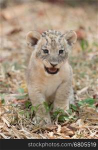cub of lion sit alone on dry leaves