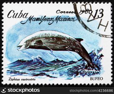 CUBA - CIRCA 1980: a stamp printed in the Cuba shows Cuvier&rsquo;s Beaked Whale, Ziphius Cavirostris, Marine Mammal, circa 1980