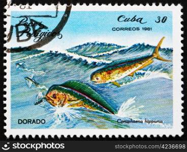 CUBA - CIRCA 1981: a stamp printed in the Cuba shows Common Dolphinfish, Dorado, Coruphaena Hippurus, Pelagic Fish, circa 1981