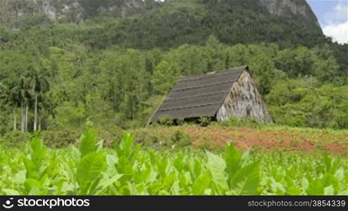 Cuban natural landscape, view of tobacco plantation and mountains in Vinales, Viales, Cuba. Sequence