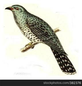 Cuckoo, vintage engraved illustration. From Deutch Birds of Europe Atlas.