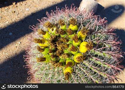 Cuctus in Saguaro National Park