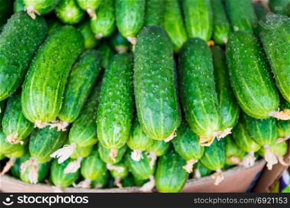 Cucumber background. cucumbers from the field