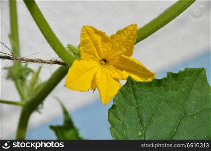 Cucumber blossom in green house